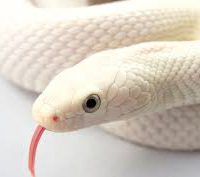 A fehér kígyó, a Pilis és a pálosok